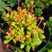 Load image into Gallery viewer, Crassula Pubescens Subsp. Radicans