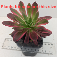 Load image into Gallery viewer, Aeonium Peacock | Black Magic Variegated
