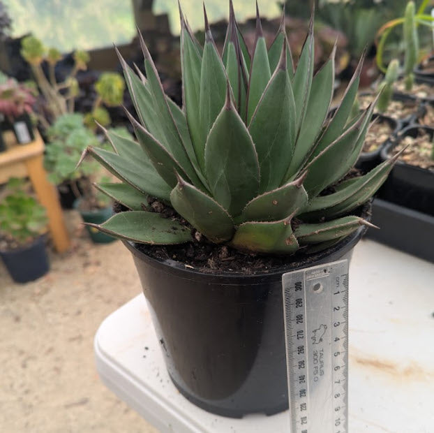 Agave Blue Ember