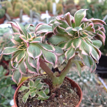 Load image into Gallery viewer, Aeonium Sunburst Cristata