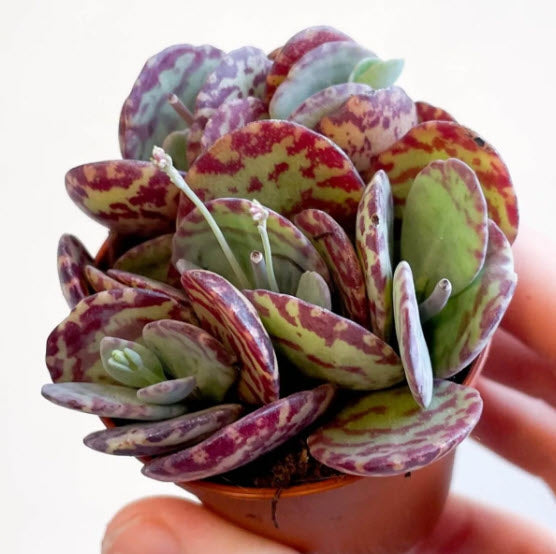 penwiper succulent Kalanchoe Marmorata