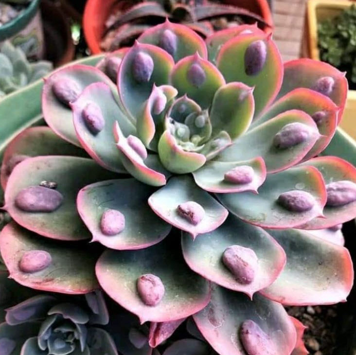 Echeveria Raindrops