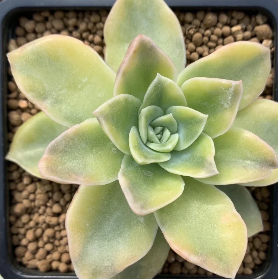 harry watson succulent Graptoveria Harry Watson – Succular.nz