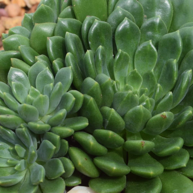 emerald ripple succulent Echeveria Emerald Ripple