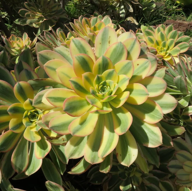 copper pinwheel succulent Aeonium Sunburst
