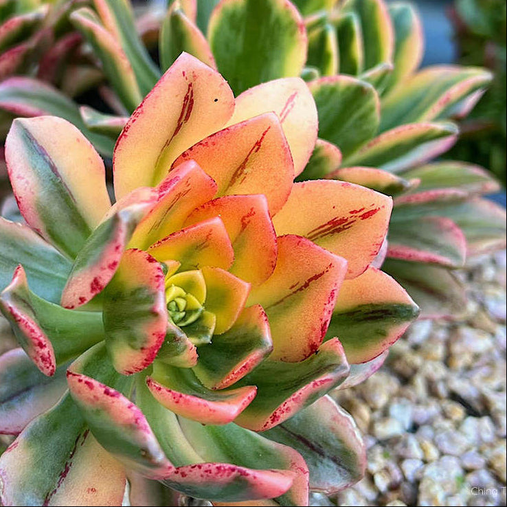 succulents nz Aeonium Sweet Tea