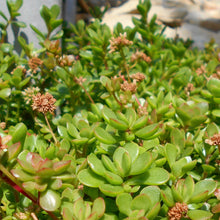 Load image into Gallery viewer, Crassula Pubescens Subsp. Radicans