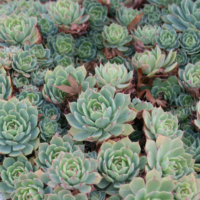 hens and chicks succulent scientific name Echeveria Secunda
