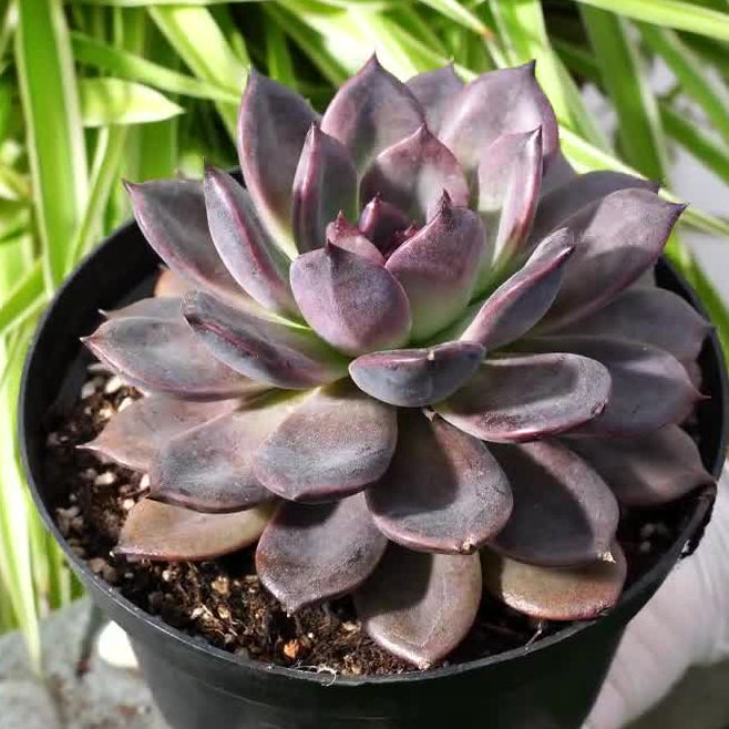 black succulent plant nz Echeveria Chocolate