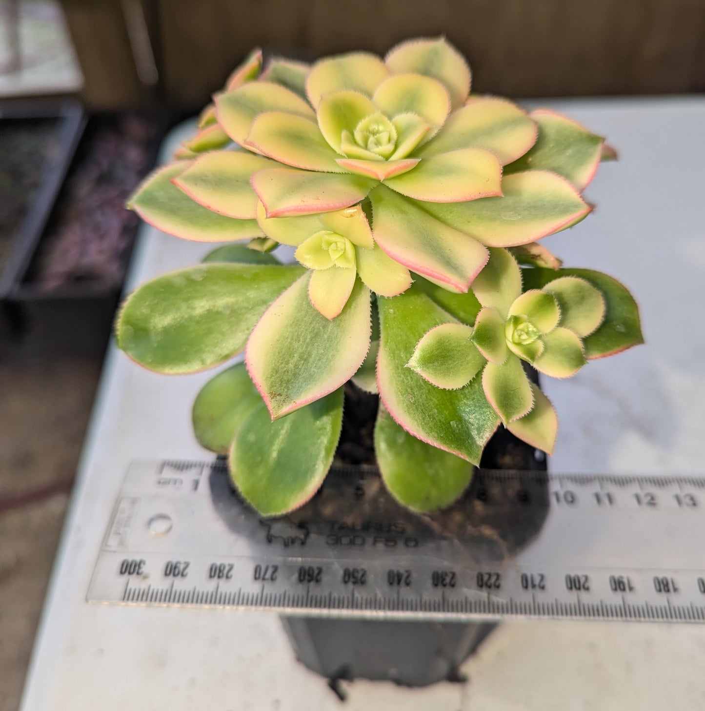 Aeonium Decorum Variegata