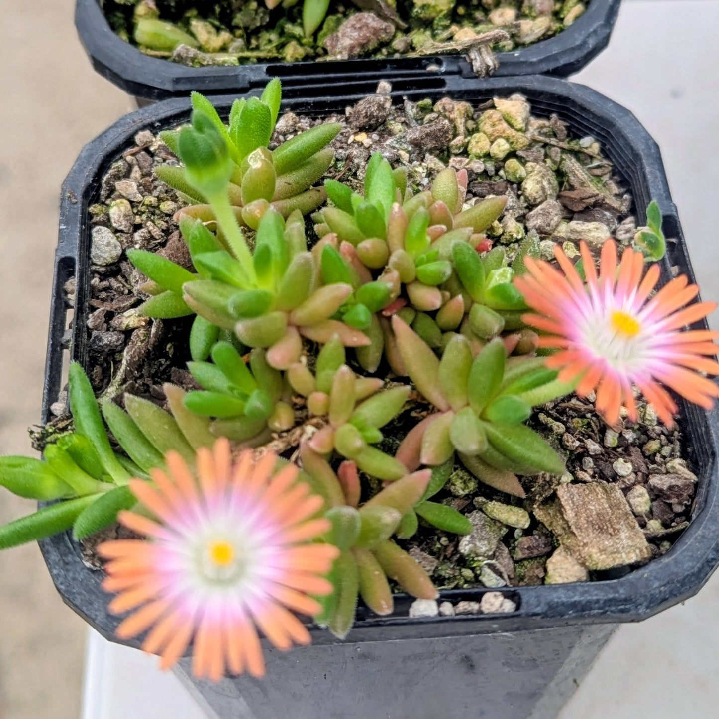 Delosperma Cooperi | Jewel of the Desert Sunstone (Orange)