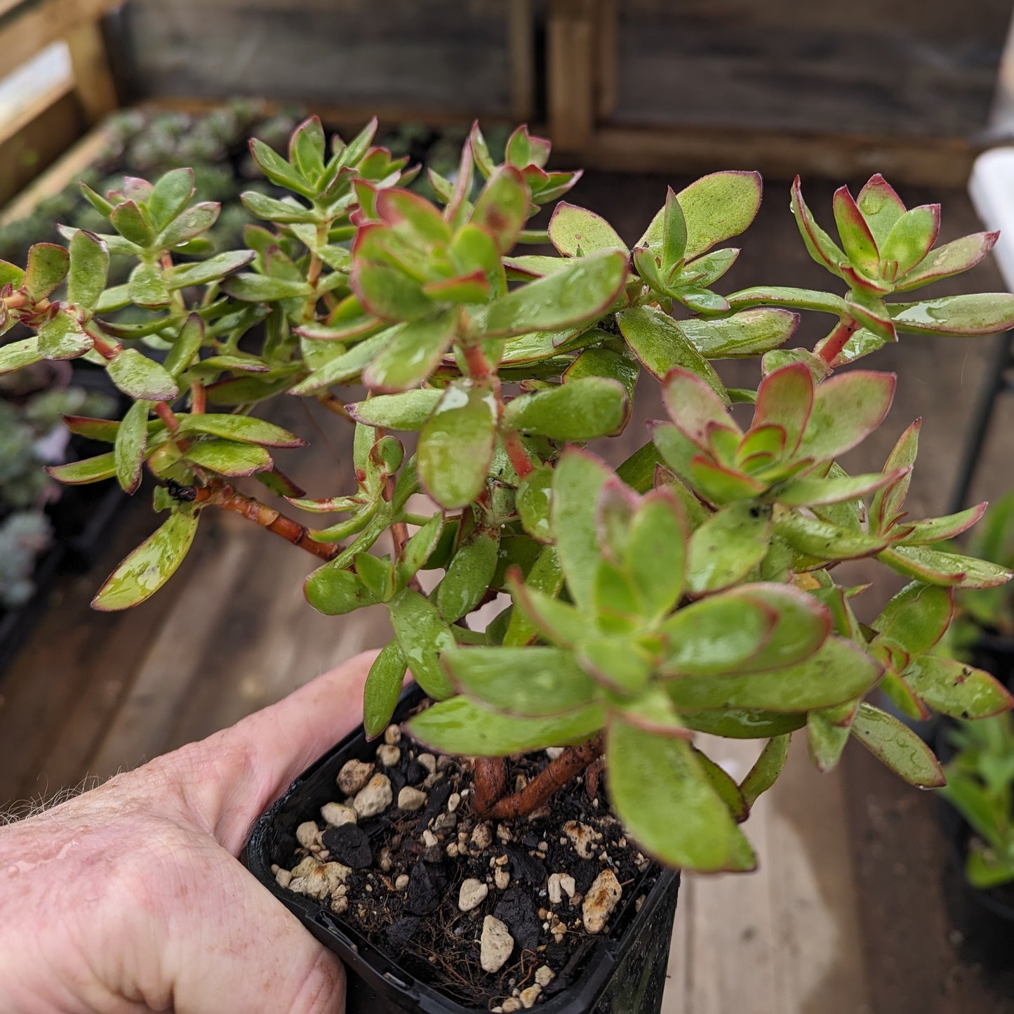 Crassula Dejecta | Doily Crassula