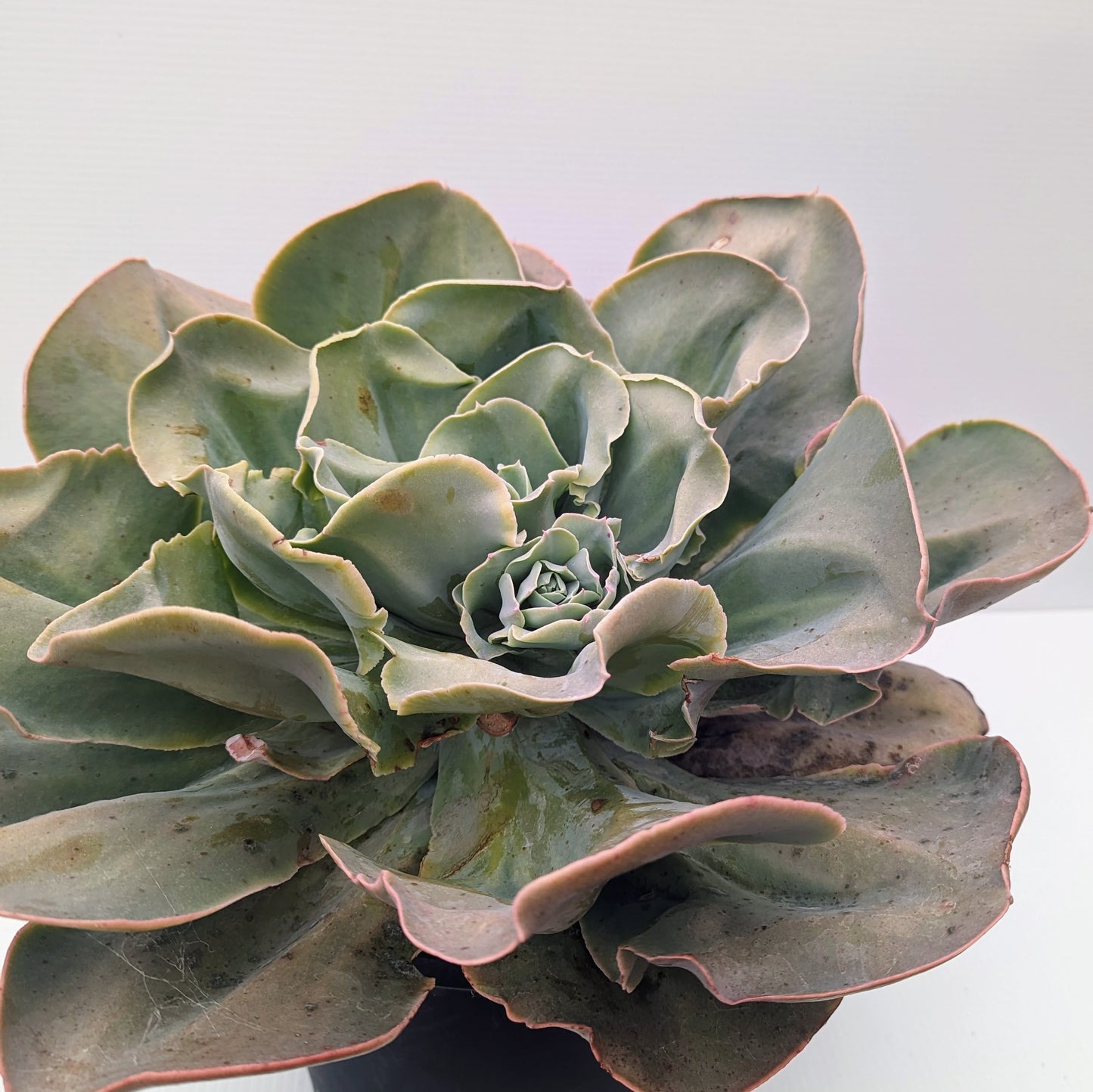 Echeveria Marshmallow | Lincoln