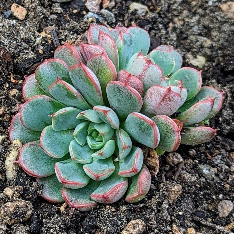 succulent pomegranate Echeveria Red Pomegranate
