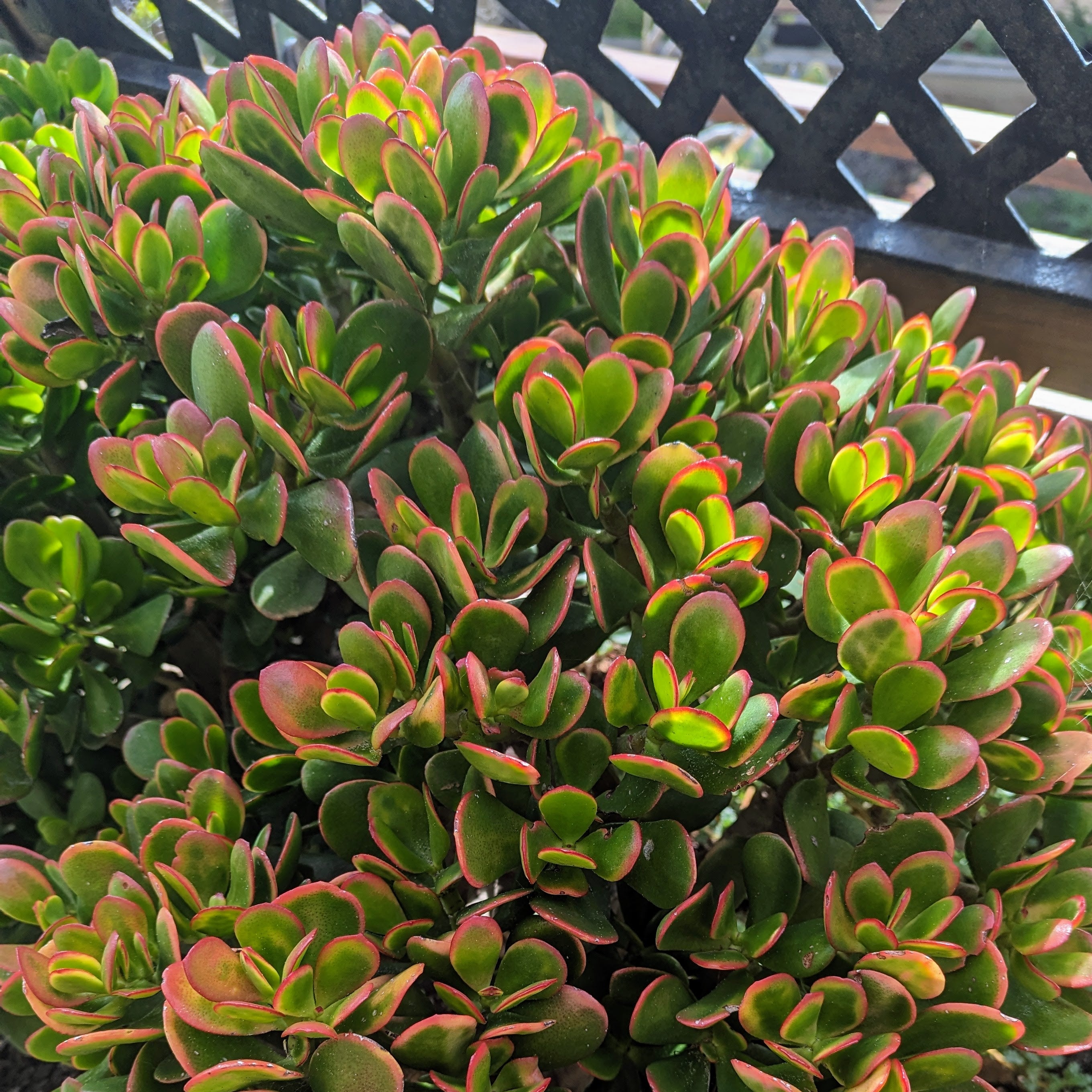Crassula Ovata 'Hummel's Sunset