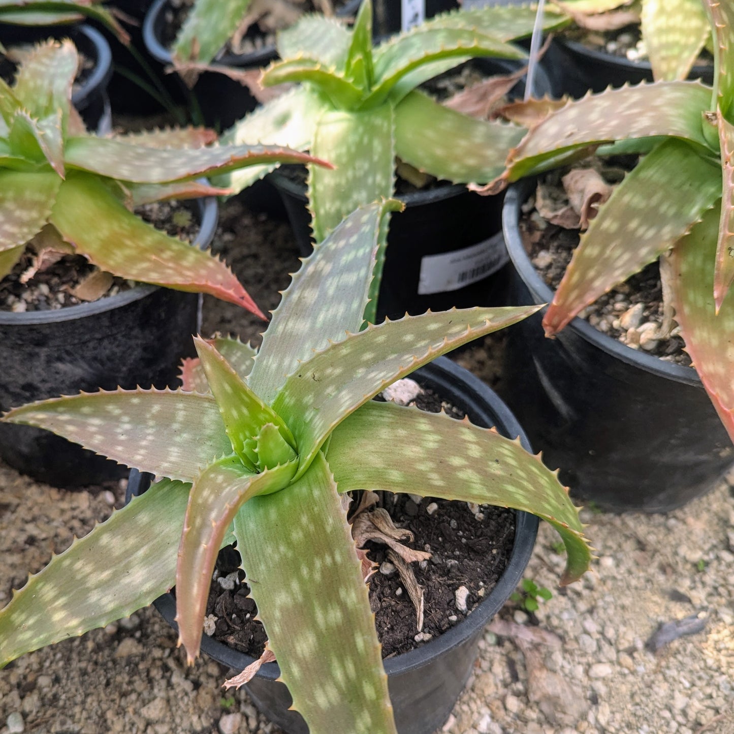 Aloe Maculata | Soap Aloe