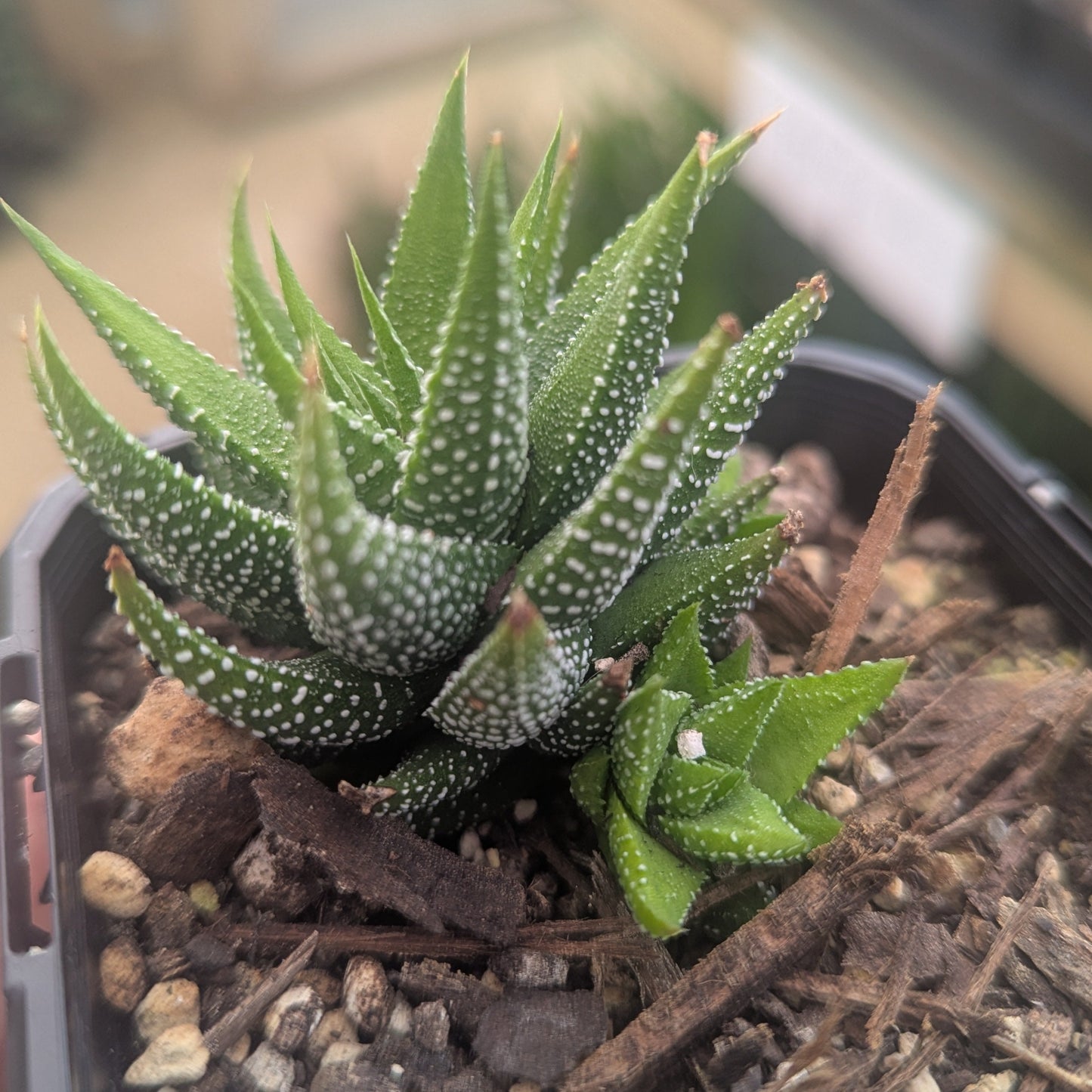 Haworthia Fasciata