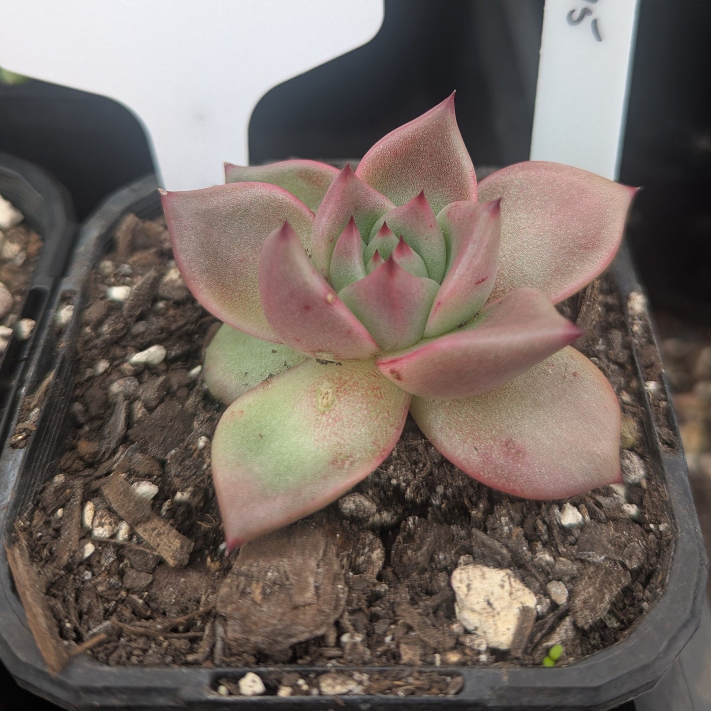 Echeveria Avagoides Amethyst
