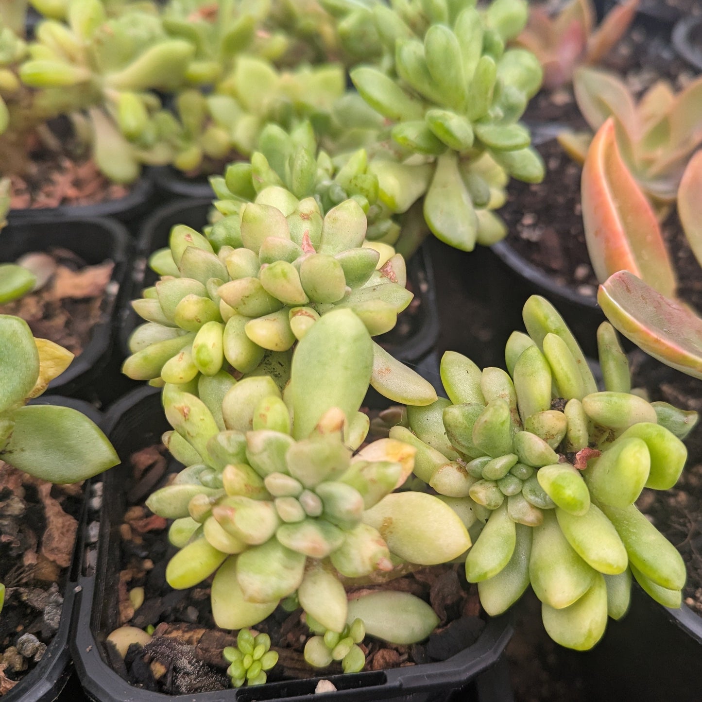 Graptoveria Opalina Cristata