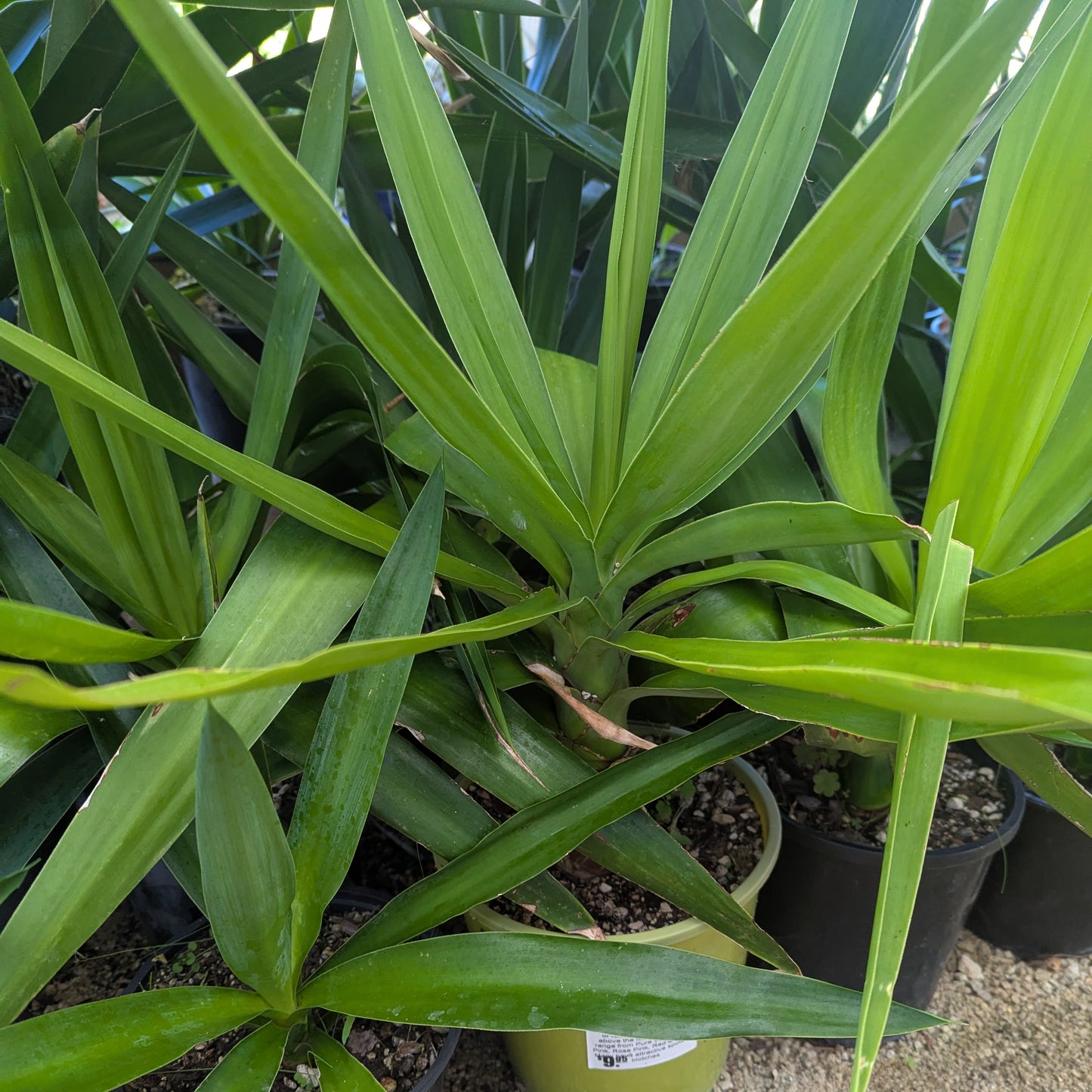 Yucca Elephantipes | Spineless Yucca
