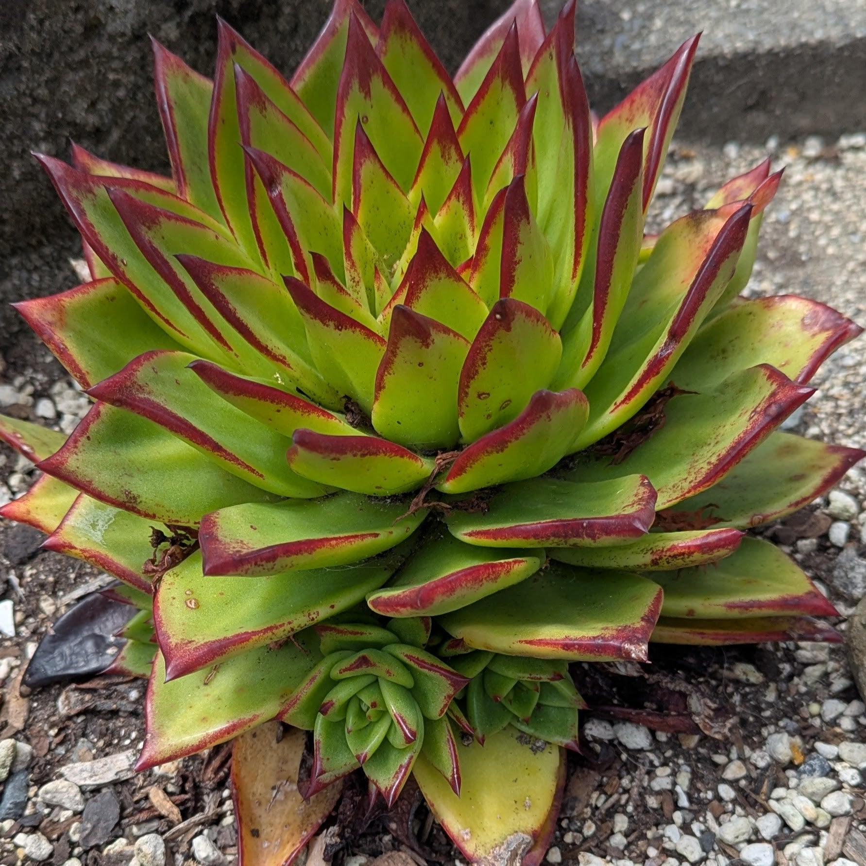 green succulent with red edges Echeveria Agavoides Lipstick