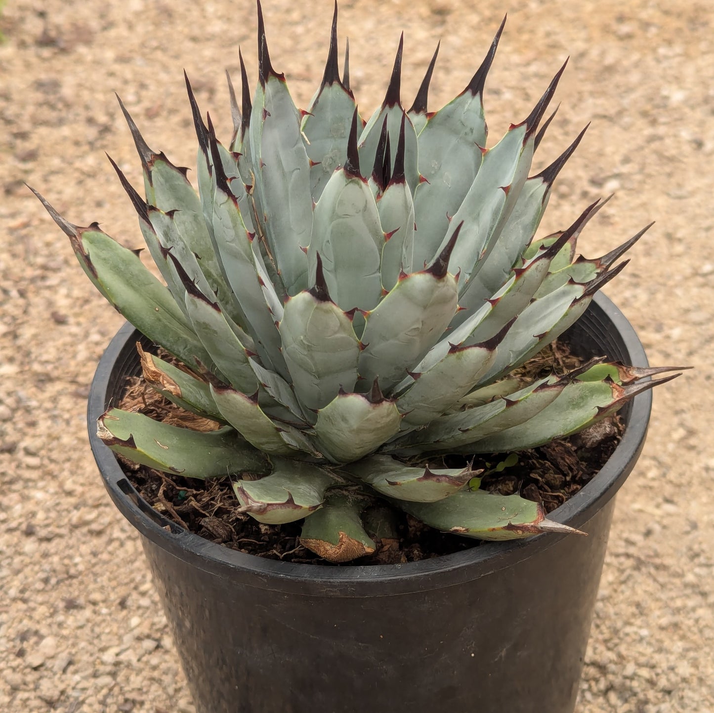 Agave Little Penguins