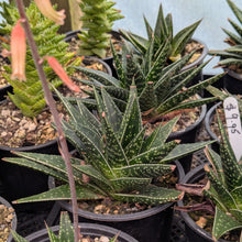 Load image into Gallery viewer, Aloe Flow