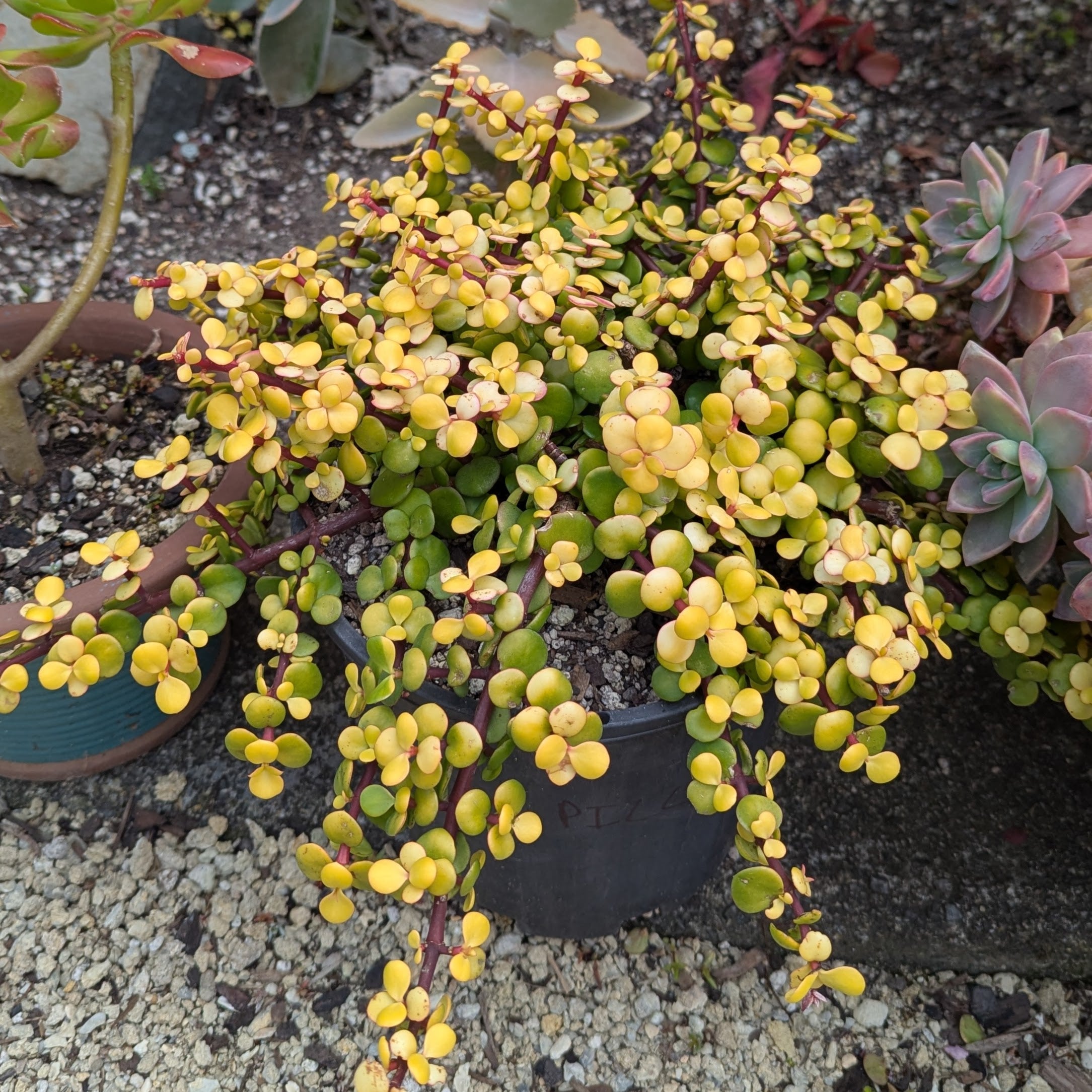 portulacaria afra gold Portulacaria Afra Aurea