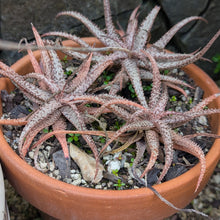 Load image into Gallery viewer, Aloe Bellatula