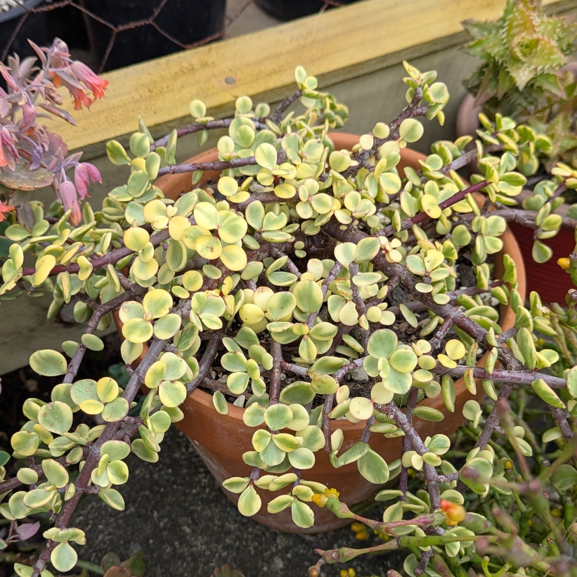 Portulacaria Afra Variegata