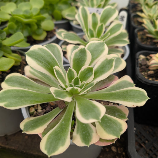 Aeonium Riverstone | White Phoenix