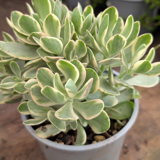 Crassula Money Maker f. Variegata