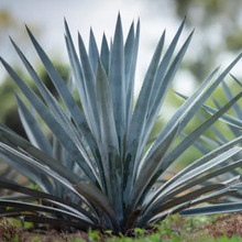 Load image into Gallery viewer, Agave Blue Weber