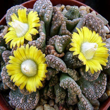 Load image into Gallery viewer, Titanopsis calcarea | Concrete Leaf