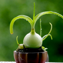 Load image into Gallery viewer, Albuca Bracteata | Pregnant Onion