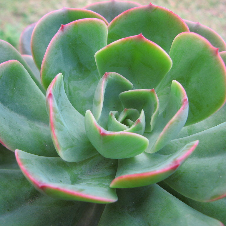 briar rose succulent Echeveria Briar Rose