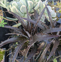 Load image into Gallery viewer, Dyckia Burgundy Ice