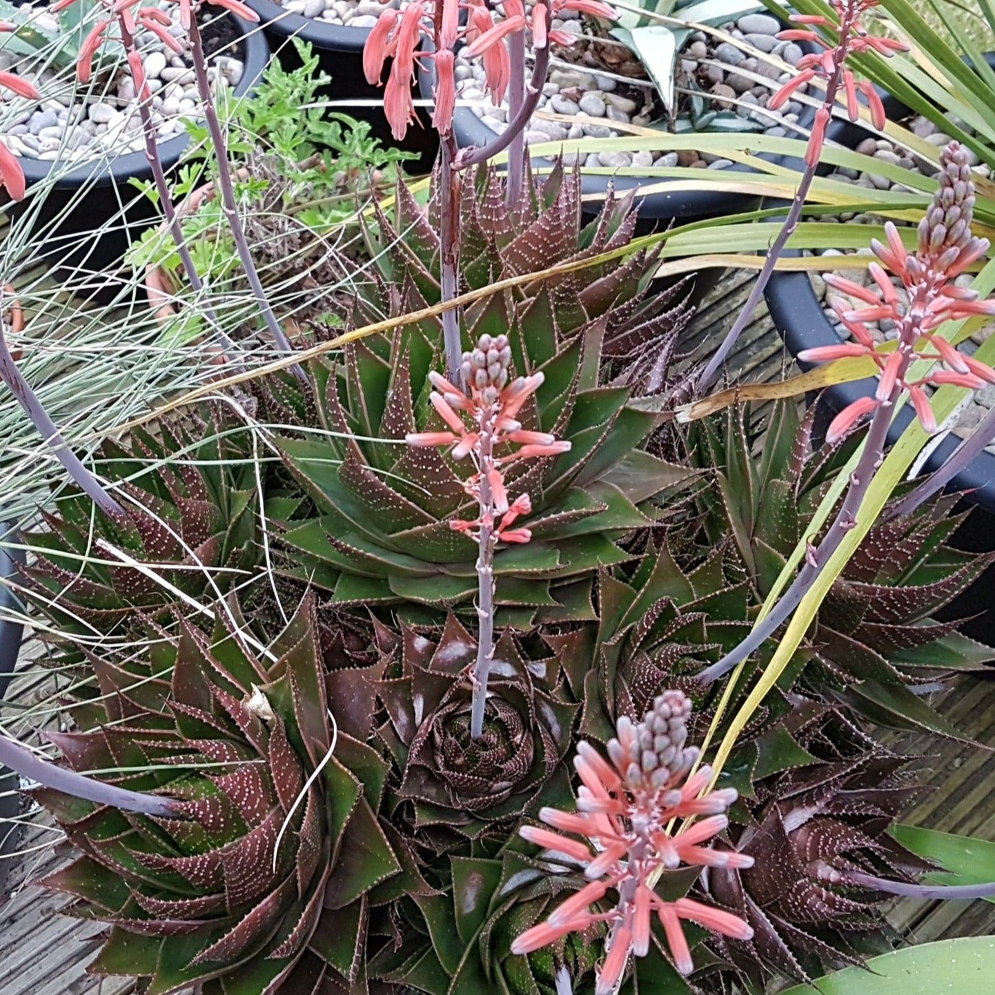 Aloe Cosmo
