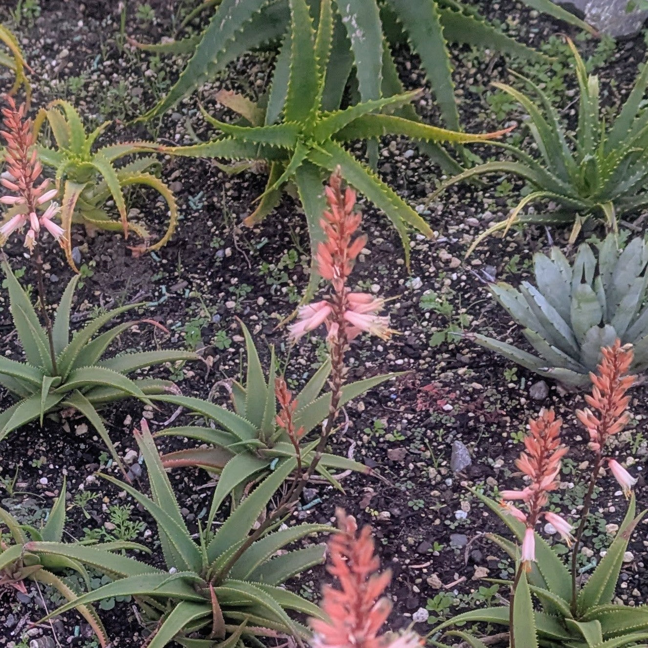 aloe vera plant with pink flowers Aloe Fairy Pink