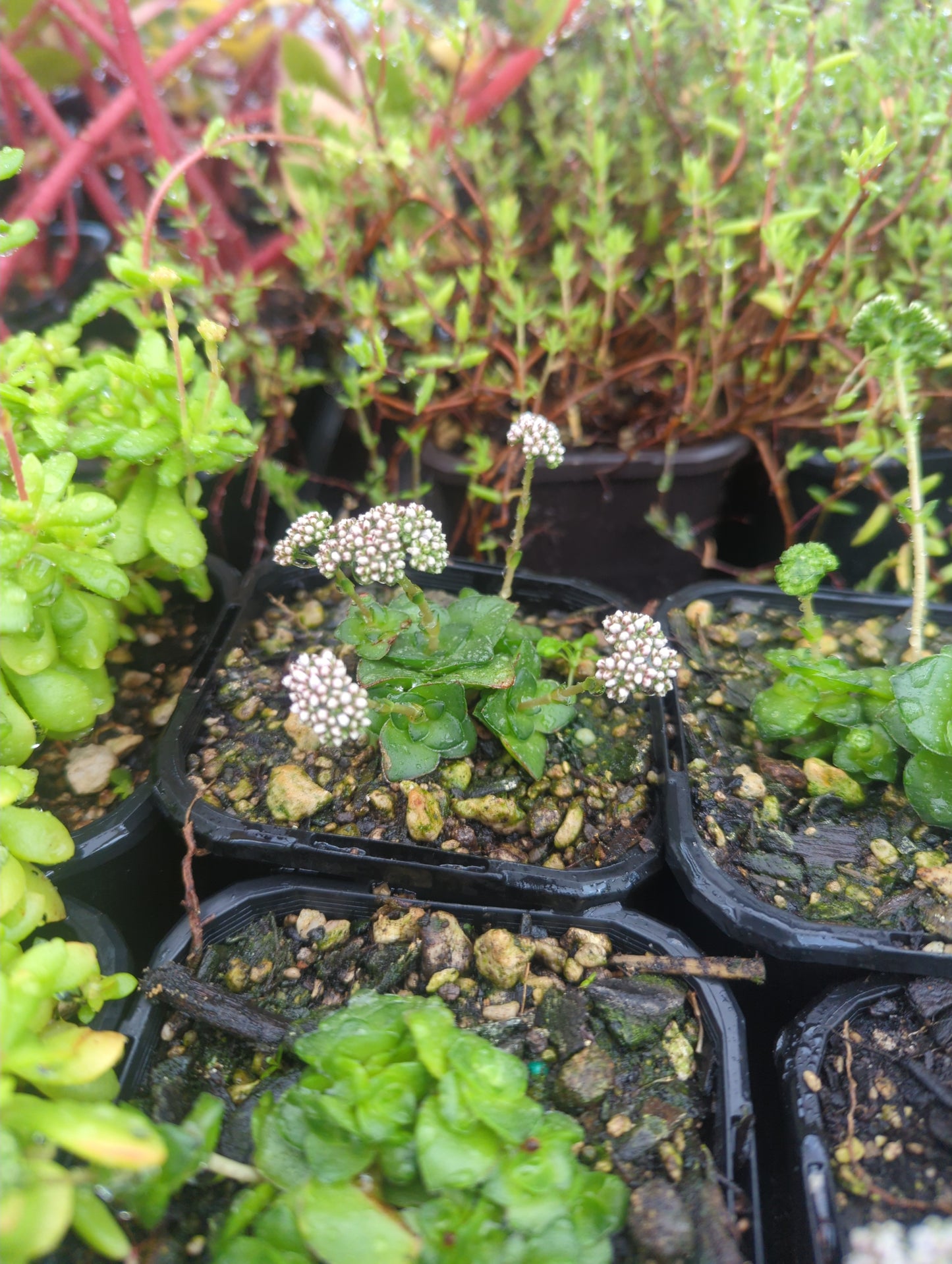 Crassula Socialis | Ring Plant