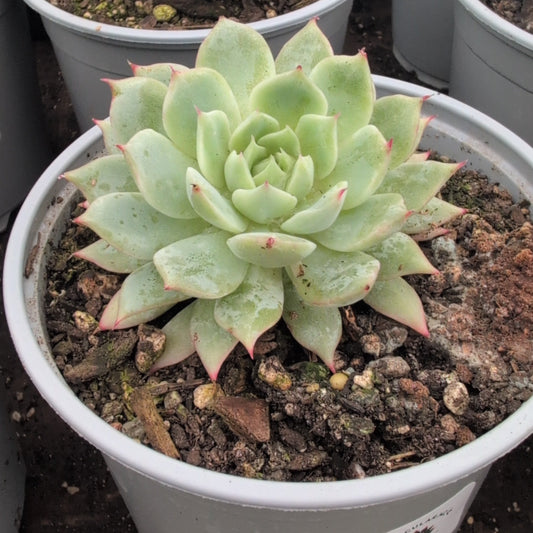 Echeveria Green Apple