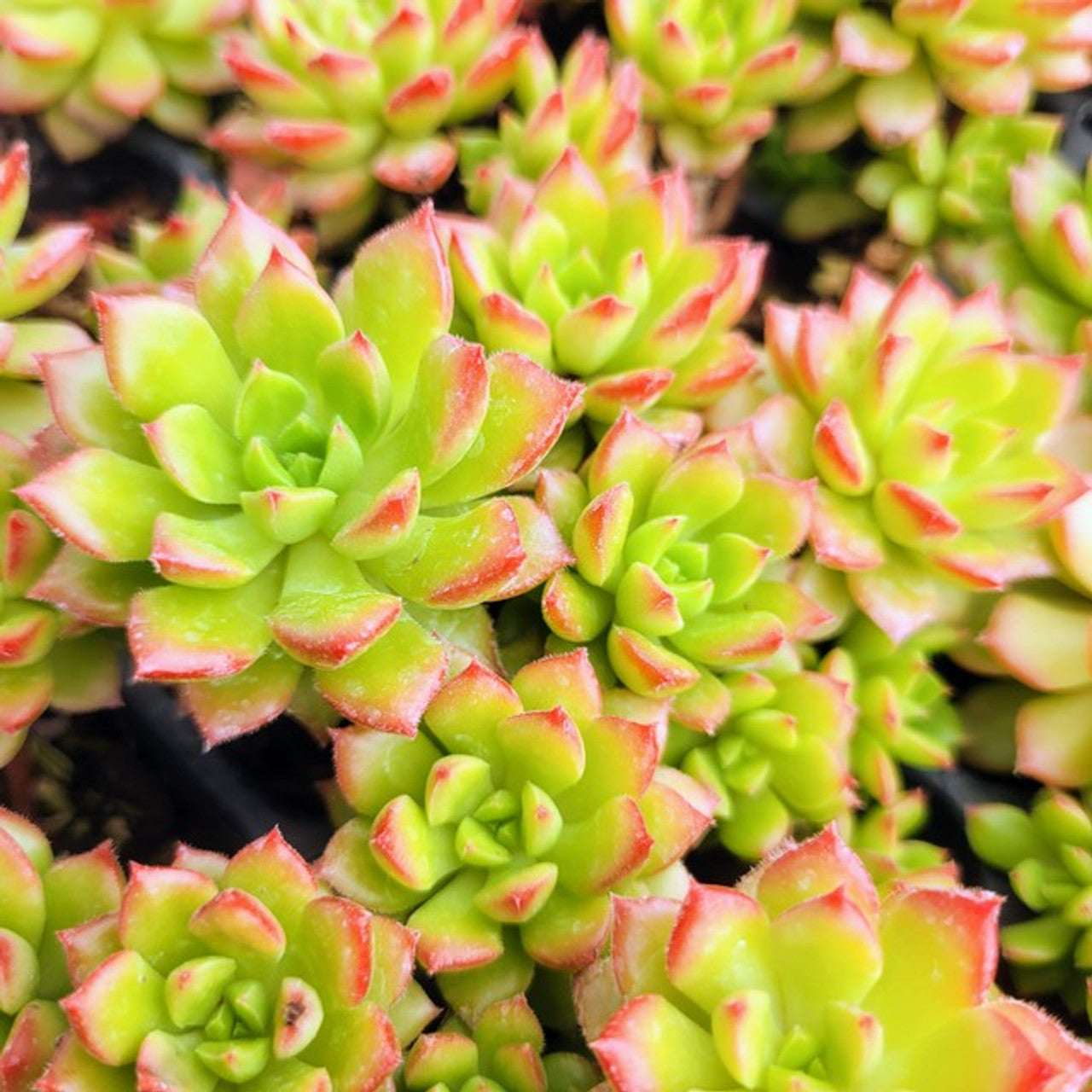 sedeveria letizia succulent Sedeveria Letizia