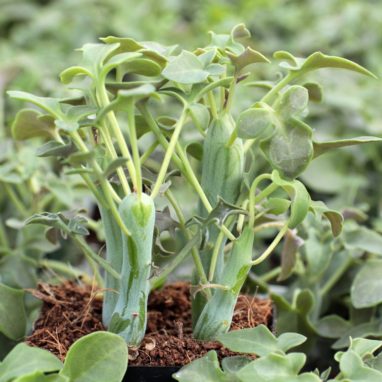 Senecio Articulatus