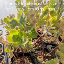 Load image into Gallery viewer, Kalanchoe Fedtschenkoi | Lavender Scallops