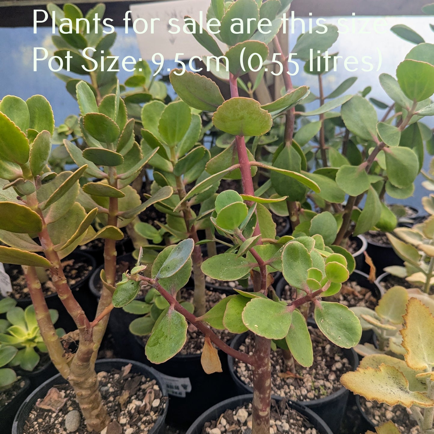 Kalanchoe Rotundifolia