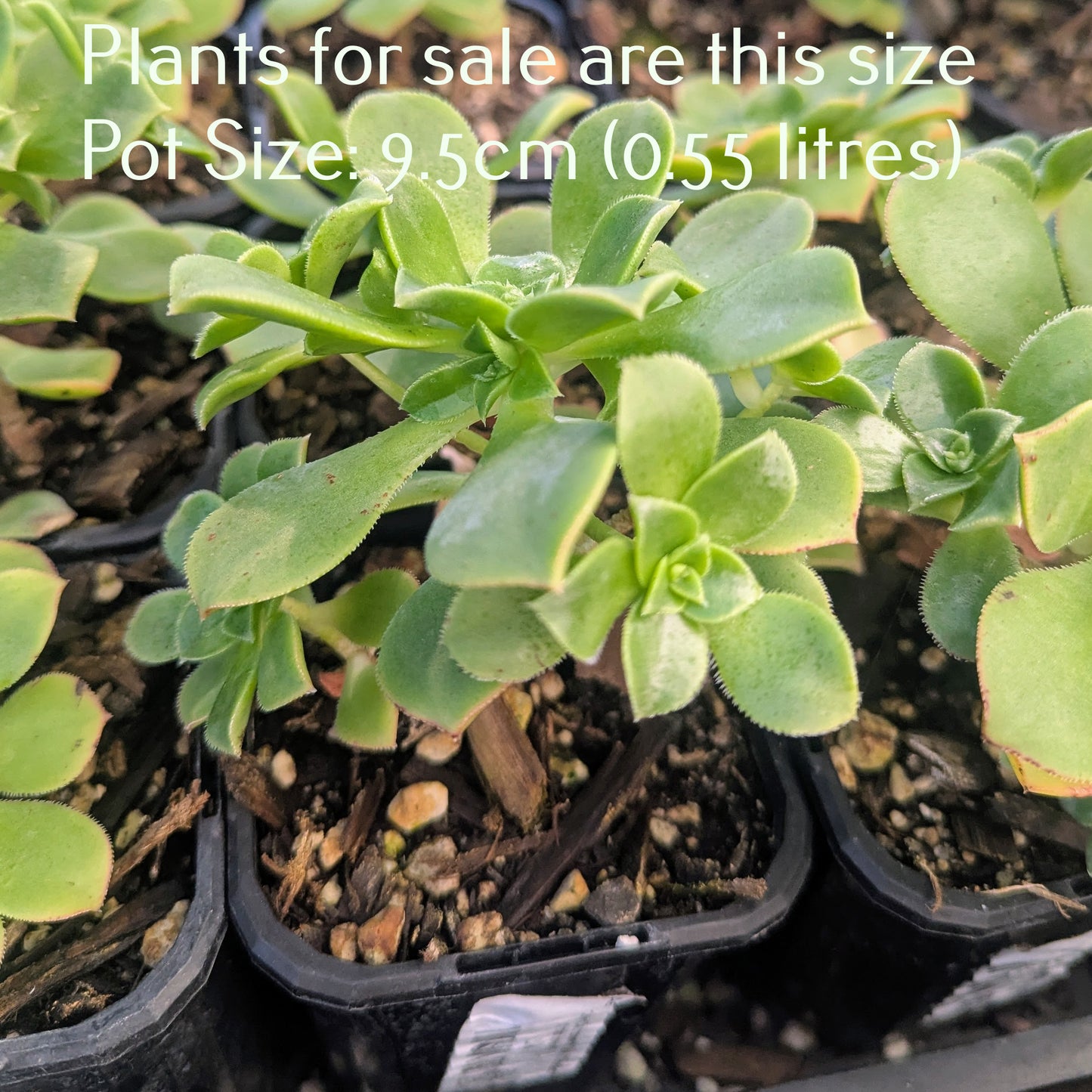 Aeonium Decorum var Guarimarense | Miniature Bonsai version