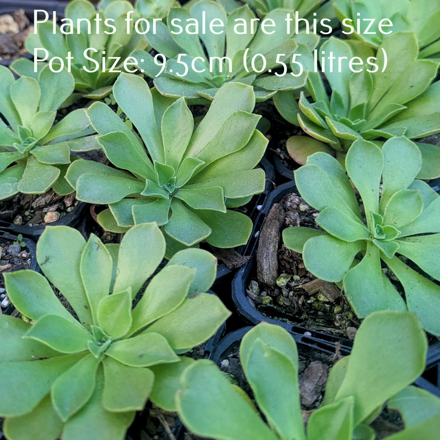 Aeonium Ballerina Reversion