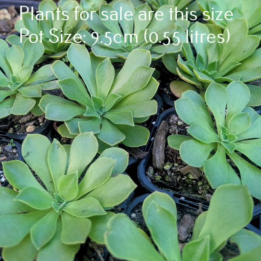 Aeonium Ballerina Reversion