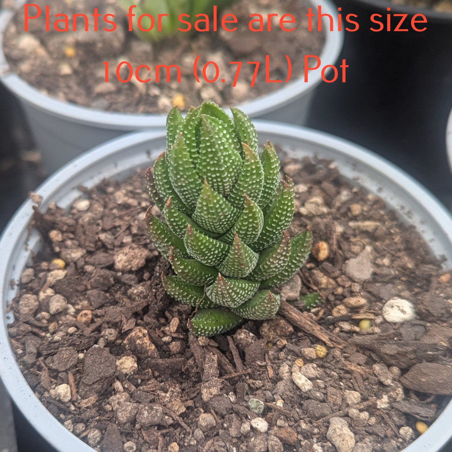 Haworthia Coarctata var Chalwinii