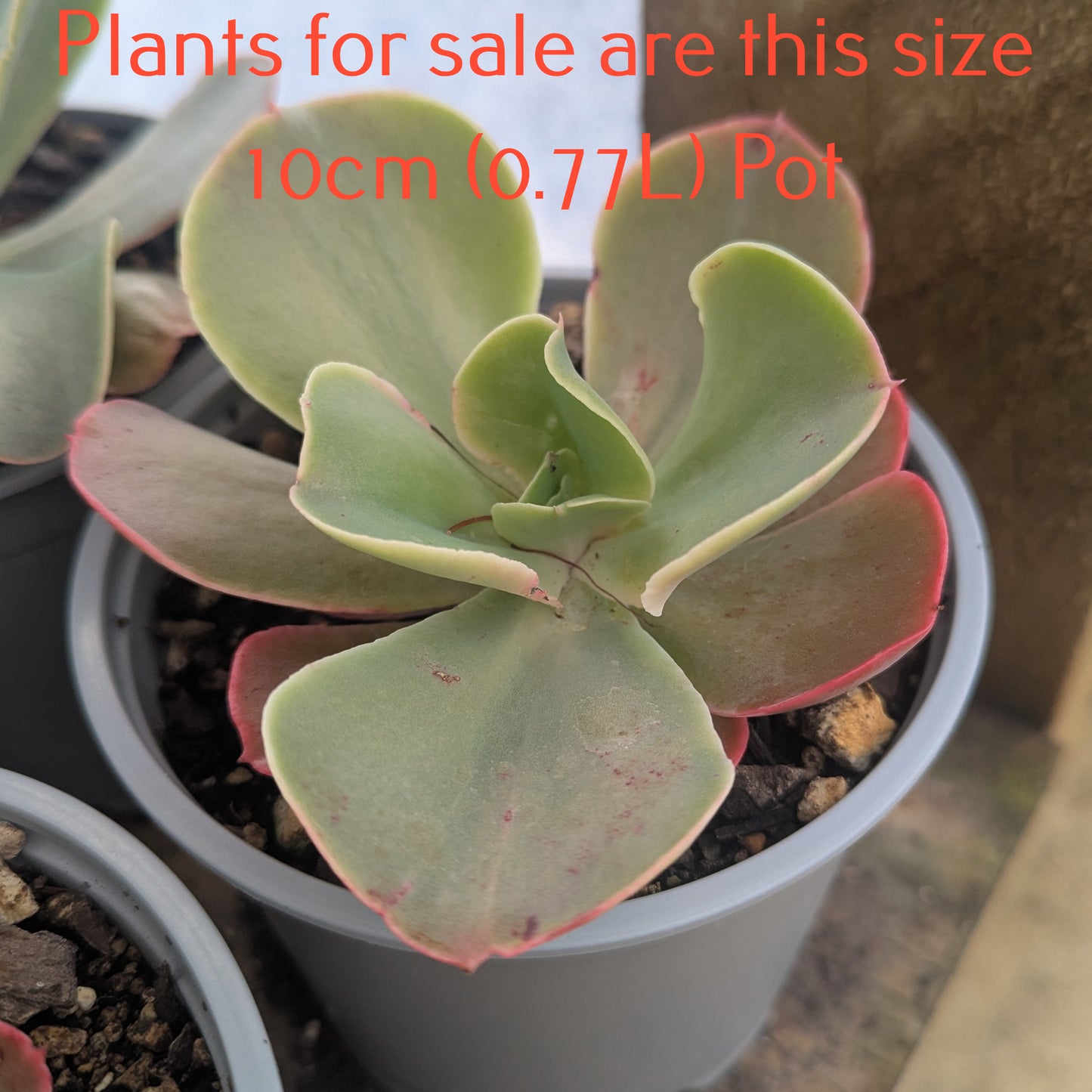 Echeveria Marshmallow | Lincoln